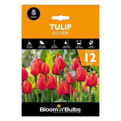 Picture of TULIP AD REM 12PK