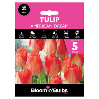 Picture of TULIP AMERICAN DREAM 5pk