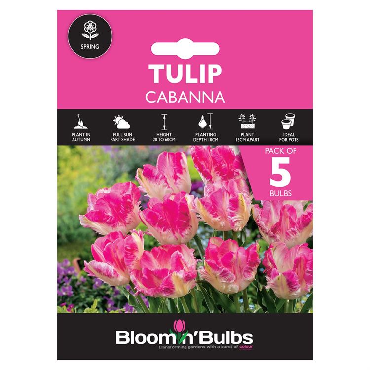 Picture of TULIP CABANNA 5pk