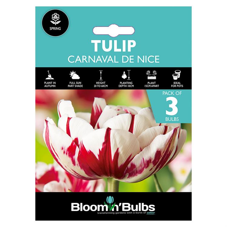 Picture of TULIP CARNAVAL DE NICE 3pk