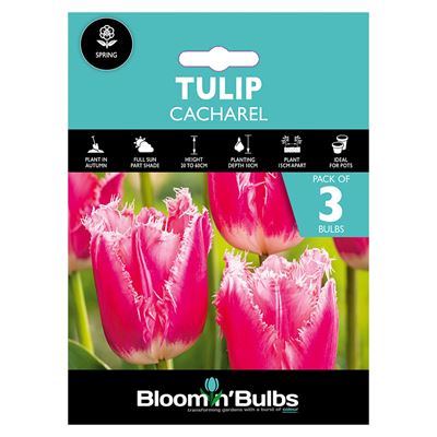 Picture of TULIP CACHAREL 3pk