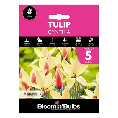 Picture of TULIP CLUSIANA CYNTHIA 5pk