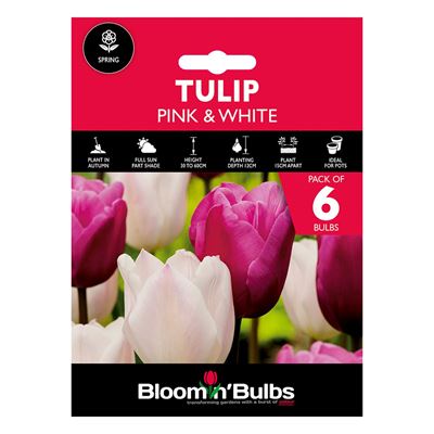 Picture of TULIP DUO - Pink & White 6pk