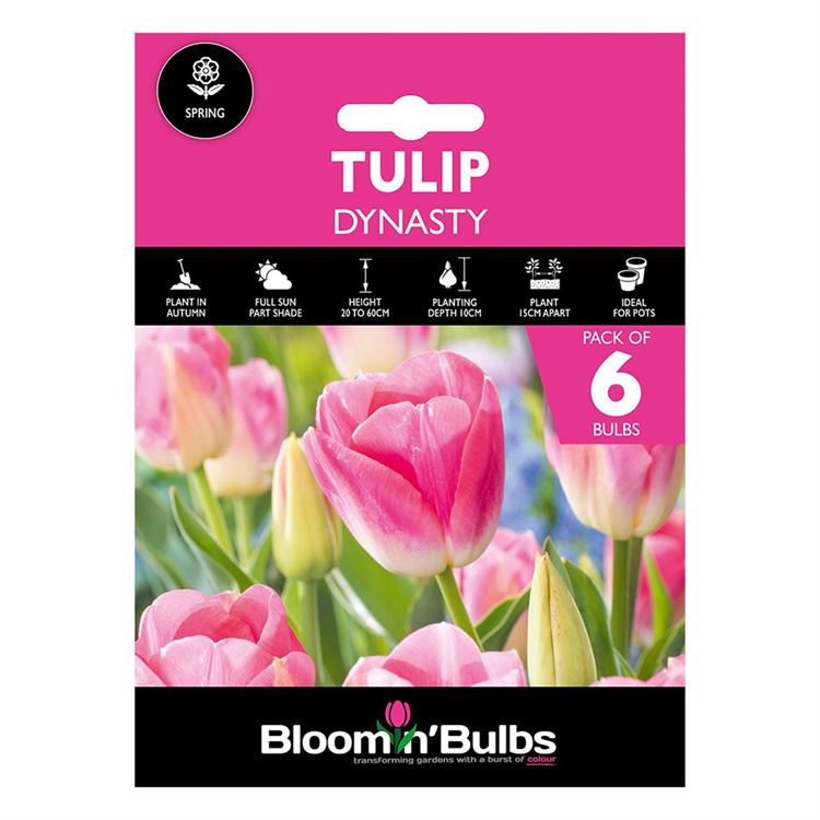 Picture of TULIP DYNASTY 6pk