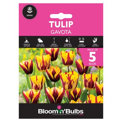 Picture of TULIP GAVOTA 5pk