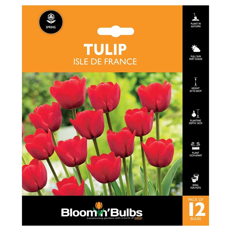 Picture of TULIP ISLE DE FRANCE 12PK