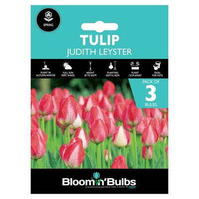 Picture of TULIP JUDITH LEYSTER 3pk