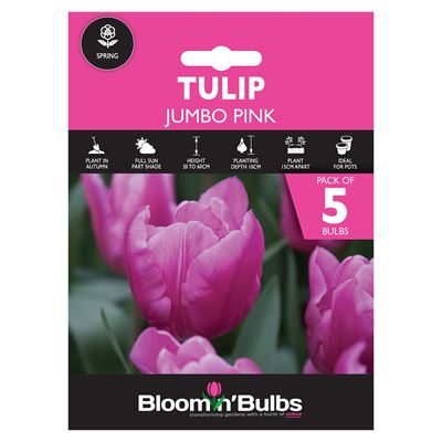 Picture of TULIP JUMBO PINK 5pk