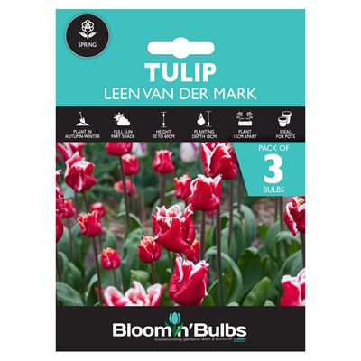 Picture of TULIP LEEN VAN DER MARK 3pk