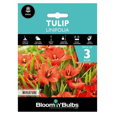 Picture of TULIP LINIFOLIA 3pk