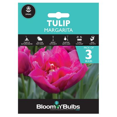 Picture of TULIP MARGARITA 3pk