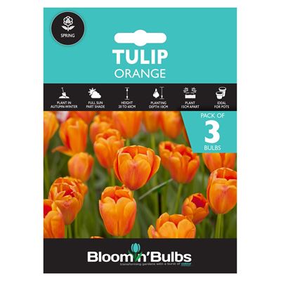 Picture of TULIP ORANGE 3pk