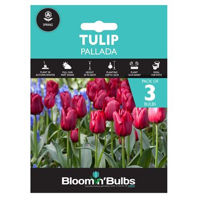 Picture of TULIP PALLADA 3pk