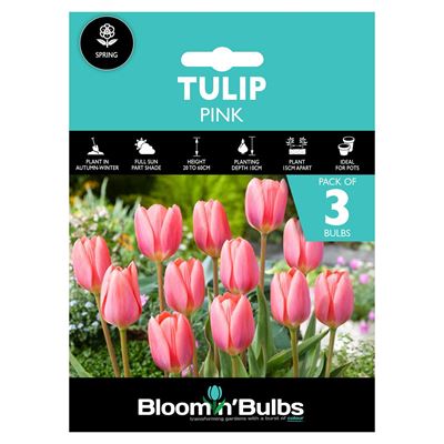 Picture of TULIP PINK 3pk