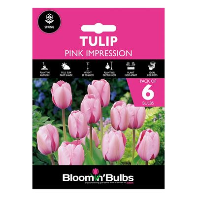 Picture of TULIP PINK IMPRESSION 6pk