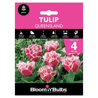 Picture of TULIP QUEENSLAND 4pk