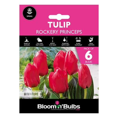 Picture of TULIP ROCKERY PRINCEPS 6pk