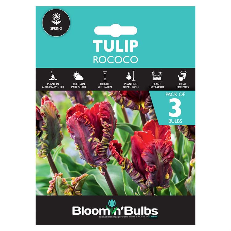 Picture of TULIP ROCOCO 3pk