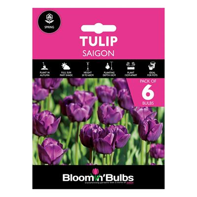 Picture of TULIP SAIGON 6pk