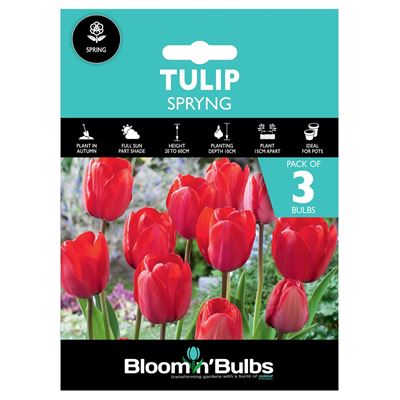 Picture of TULIP SPRYNG 3pk