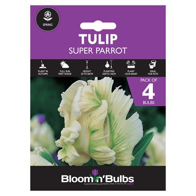 Picture of TULIP SUPER PARROT 4pk