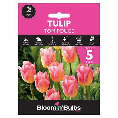 Picture of TULIP TOM POUCE 5pk