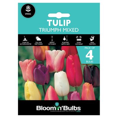 Picture of TULIP TRIUMPH MIXED 4pk