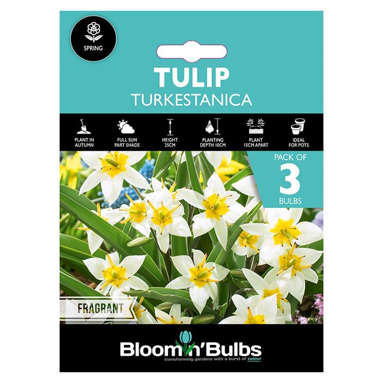 Picture of TULIP TURKESTANICA 3pk