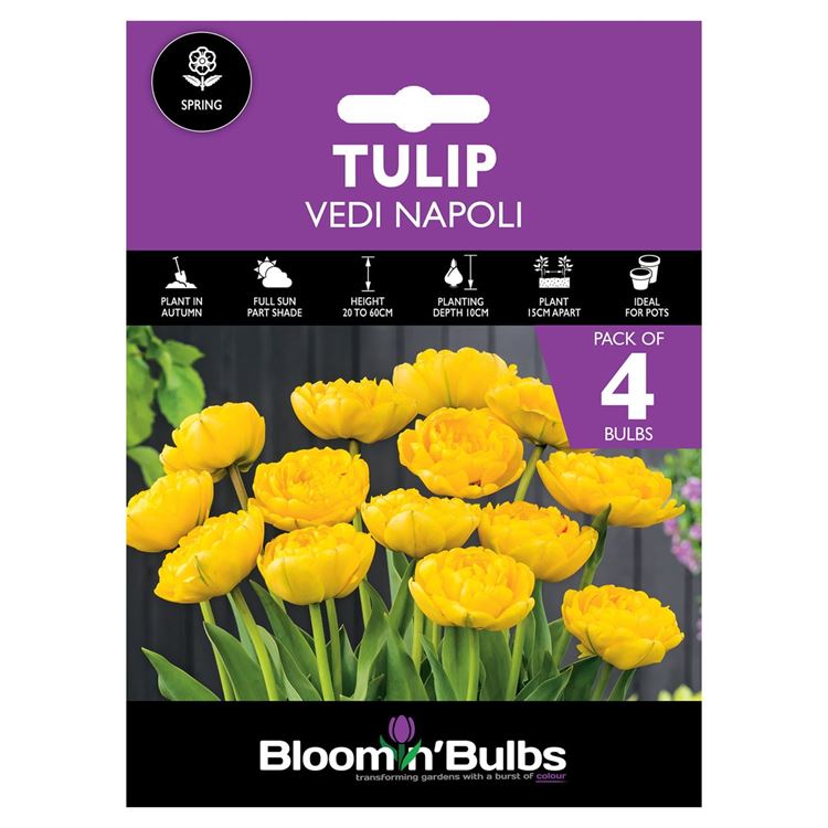 Picture of TULIP VEDI NAPOLI 4pk