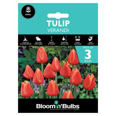 Picture of TULIP VERANDI 3pk