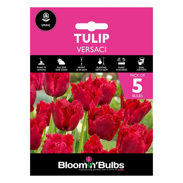 Picture of TULIP VERSACI 5pk 