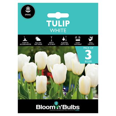 Picture of TULIP WHITE 3pk