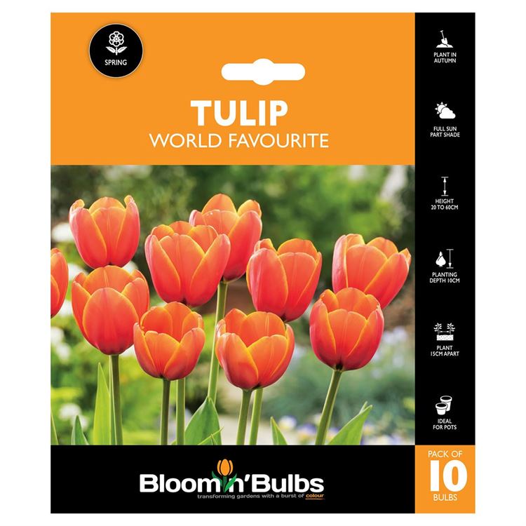 Picture of TULIP WORLD FAVOURITE 10PK 