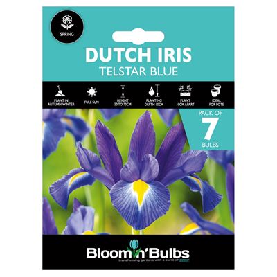 Picture of DUTCH IRIS BLUE 7pk