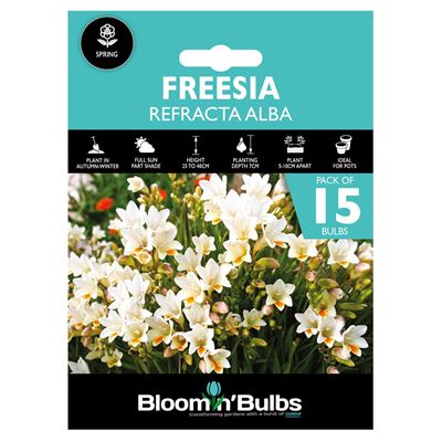 Picture of FREESIA REFRACTA ALBA - OLD FASHION GRANNY 15pk