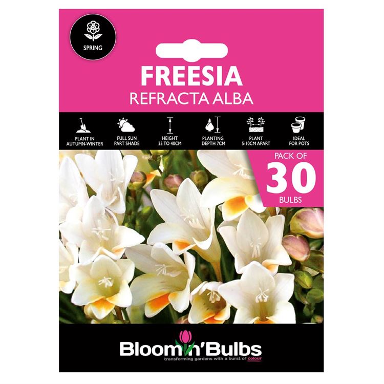 Picture of FREESIA REFRACTA ALBA 30pk