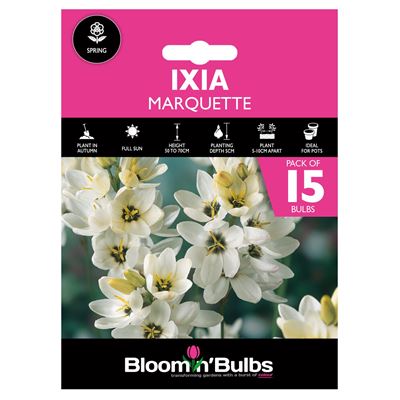 Picture of IXIA MARQUETTE 15pk