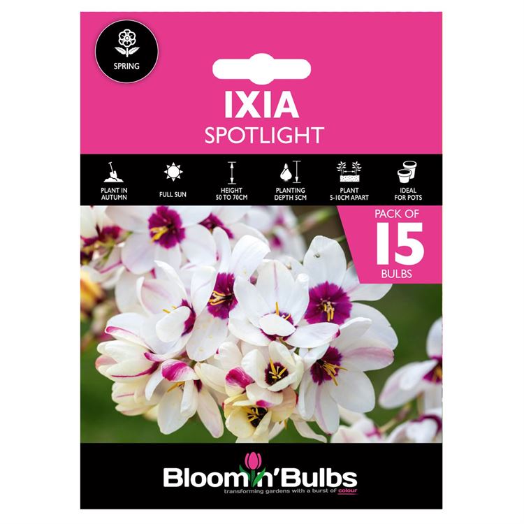 Picture of IXIA SPOTLIGHT 15pk