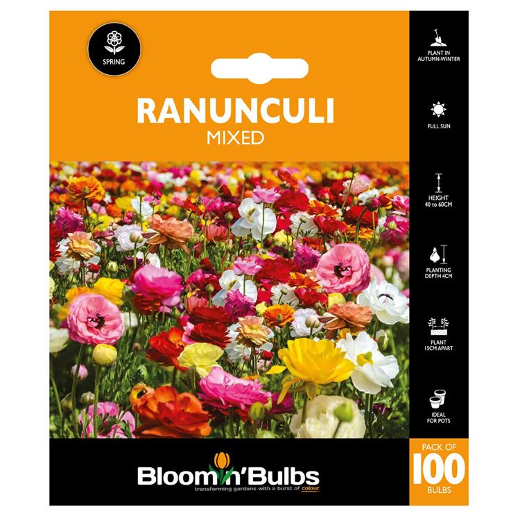 Picture of RANUNCULI MIXED 100PK