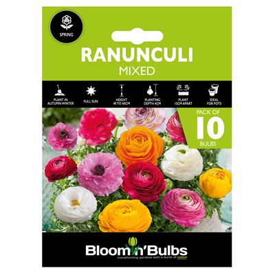 Picture of RANUNCULI MIXED 10PK