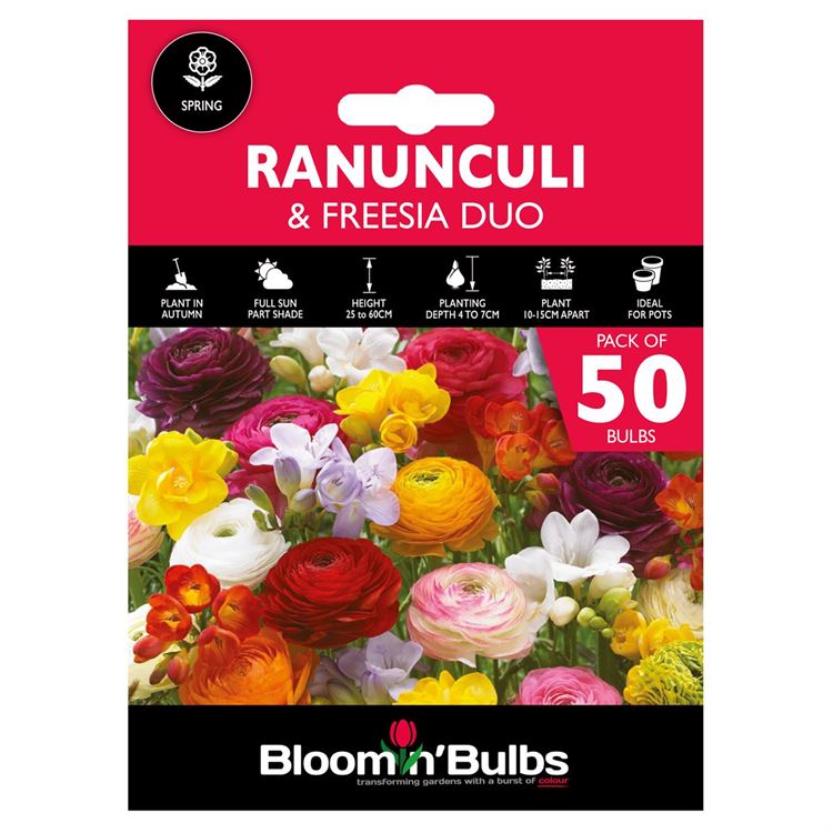 Picture of SPRING DUO - Ranunculi & Freesia 50pk