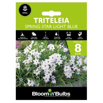 Picture of TRITELEIA SPRING STAR LIGHT BLUE 8pk