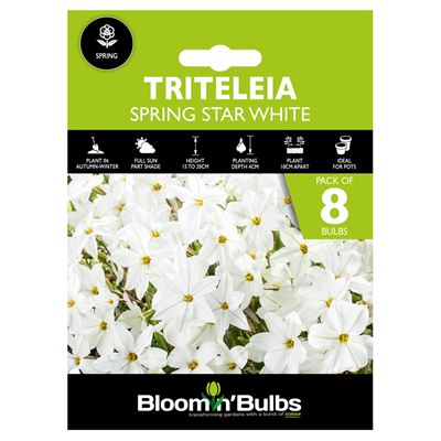 Picture of TRITELEIA SPRING STAR WHITE 8pk