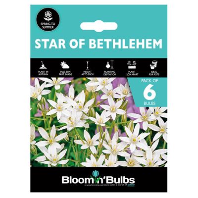 Picture of STAR OF BETHLEHEM 6pk