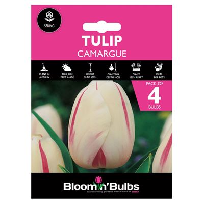 Picture of TULIP CAMARGUE 4pk