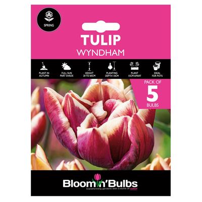 Picture of TULIP WYNDHAM 5pk