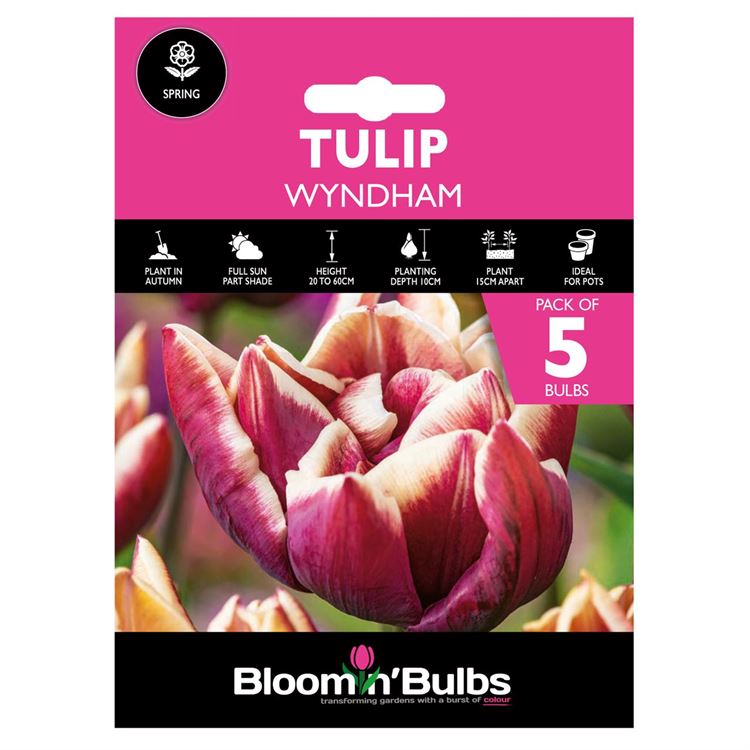 Picture of TULIP WYNDHAM 5pk