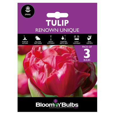 Picture of TULIP RENOWN UNIQUE 3pk