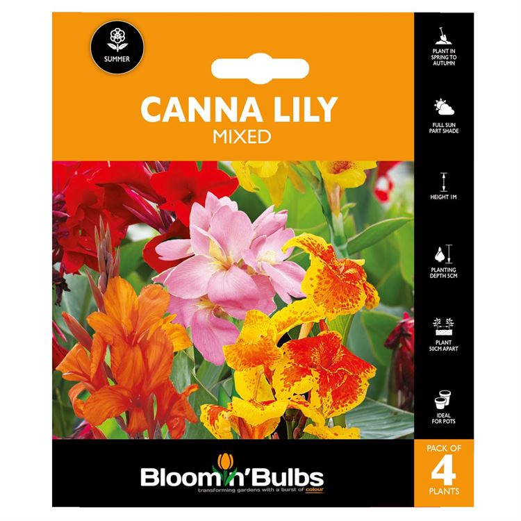 Picture of CANNA LILY MIXED 4pk