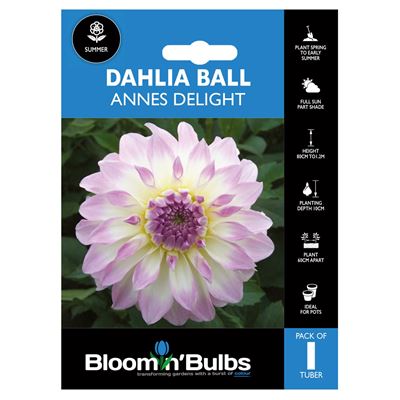 Picture of DAHLIA ANNES DELIGHT 1pk